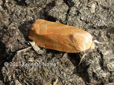 broad-bordered yellow underwing (Noctua fimbriata) Kenneth Noble